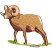 C1: Nose & Tail---Muslin(Isacord 40 #1082)&#13;&#10;C2: Dark Shade---Mahogany(Isacord 40 #1215)&#13;&#10;C3: Horns---Twine(Isacord 40 #1017)&#13;&#10;C4: Shade---Pine Bark(Isacord 40 #1170)&#13;&#10;C5: Fur---Pecan(Isacord 40 #1128)&#13;&#10;C6: Grass---K