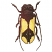C1: Shell---Daffodil(Isacord 40 #1135)&#13;&#10;C2: Shell Highlights---Lemon Frost(Isacord 40 #1022)&#13;&#10;C3: Shell Shadow---Champagne(Isacord 40 #1070)&#13;&#10;C4: Legs, Antennae & Head---Black(Isacord 40 #1234)&#13;&#10;C5: Highlights---Leadville(I