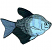 C1: Tail---Ocean Blue(Isacord 40 #1172)&#13;&#10;C2: Body---Oxford(Isacord 40 #1222)&#13;&#10;C3: Detail & Fins---Charcoal(Isacord 40 #1234)&#13;&#10;C4: Outline---Black(Isacord 40 #1234)&#13;&#10;C5: Markings---Wedgewood(Isacord 40 #1028)&#13;&#10;C6: De