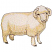 C1: Lamb---Muslin(Isacord 40 #1082)&#13;&#10;C2: Shading---Meringue(Isacord 40 #1017)&#13;&#10;C3: Shading---Fieldstone(Isacord 40 #1236)&#13;&#10;C4: Shading---Stone(Isacord 40 #1180)&#13;&#10;C5: Features & Outline---Black(Isacord 40 #1234)