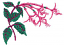 C1: Pink&#13;&#10;C2: Dk. Pink&#13;&#10;C3: Green&#13;&#10;C4: Dk. Pink&#13;&#10;C5: Purple