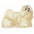 Maltese