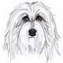 Bearded Collie