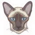Siamese Cat