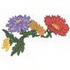 Chrysanthemum
