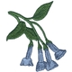 Virginia Bluebells