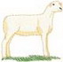 Dorset Sheep