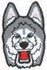 Sm. Growling Husky