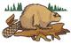 Beaver On Log