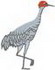 Sandhill Crane