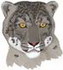Snow Leopard