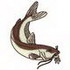 Channel Catfish