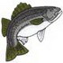Striped Bass