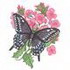 Female Black Swallowtail/ Hesperis