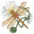 Brown Hawker / White Water Crowfoot