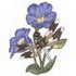 Male Common Whitetail / Bluebell