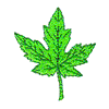 OAK LEAF