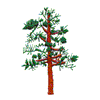 PINE TREE