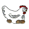 LAYING HEN