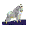 MOUNTAIN GOAT