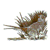 PHEASANT