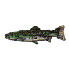 CUT THROAT TROUT