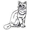 AMERICAN SHORTHAIR