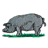 PIG