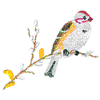 TREE SPARROW
