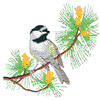 BLACK CAPPED CHICKADEE