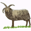 WLANX LOAGHTAN