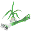 GREEN ONIONS