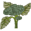 BROCCOLI