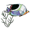 TROPICAL FISH