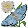 ADONIS BLUE