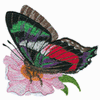 ANCYLURIUS FORMOSISSMA