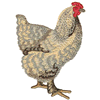 BUFF COCHIN