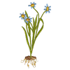 FLORAL BULB