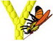 Y