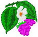 Berries
