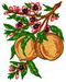 sfruit03