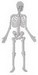Skeletn1