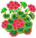 Geranium