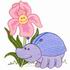 Iris Beetle