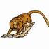 Lion Tamarin