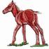 Foal