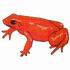 A Golden Mantella