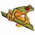 Red Eyed Tree Frog