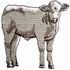Charolais Cattle