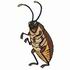 Cockroach